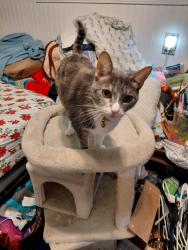 Lost Female Cat last seen Freemont Ave. Golondrina and man, Alhambra, CA 91803