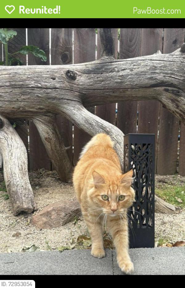 Reunited Male Cat last seen Cobblestone elementary. Stanford ranch road, Rocklin, CA 95765