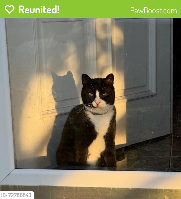 Reunited Male Cat last seen Braxton St and Manor Pkwy, Uniondale, NY 11553