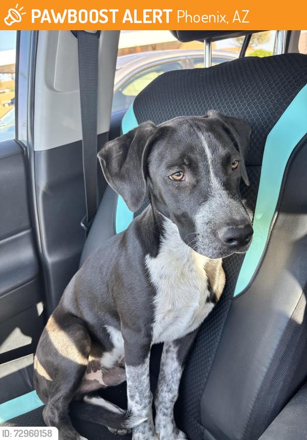 Found/Stray Male Dog last seen 31st Ave deer valley, Phoenix, AZ 85027
