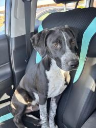 Found/Stray Male Dog last seen 31st Ave deer valley, Phoenix, AZ 85027