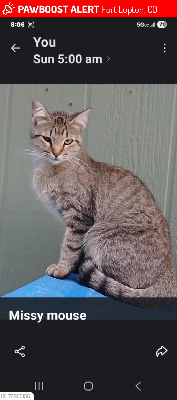Lost Female Cat last seen Cr 18 and cr 31, Fort Lupton, CO 80621
