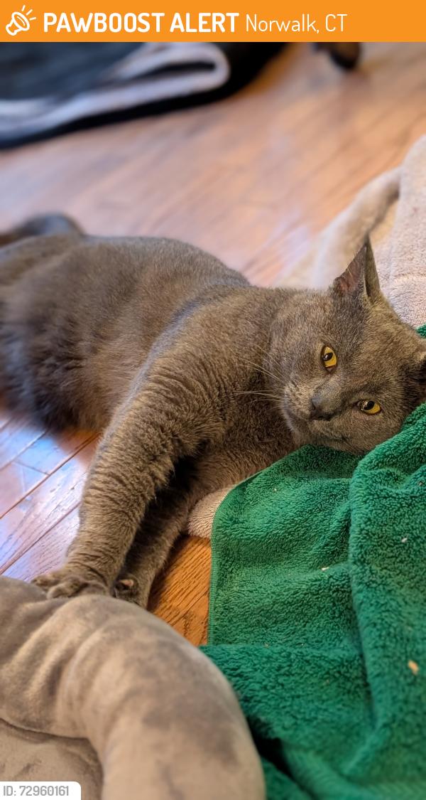 Found/Stray Male Cat last seen Scribner & Imperial, Norwalk, CT 06854