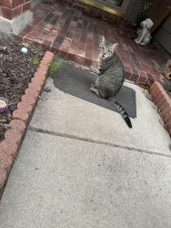 Found/Stray Male Cat last seen Sundown Ranch Neighborhood, Denton, TX 76210