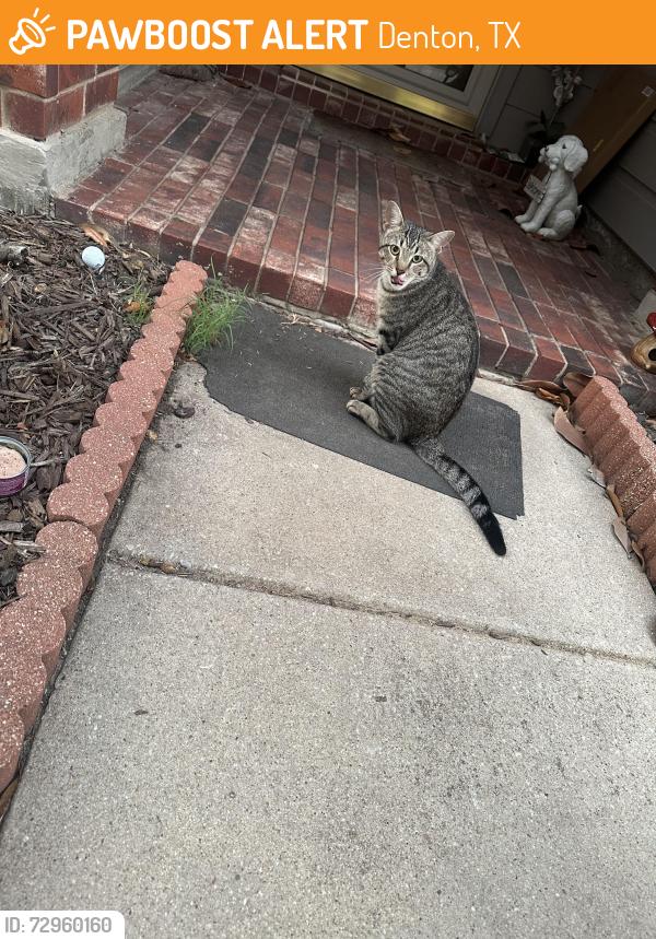 Found/Stray Male Cat last seen Sundown Ranch Neighborhood, Denton, TX 76210