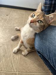 Found/Stray Female Cat last seen 128th St E & 50th Ave, Tacoma, WA 98446