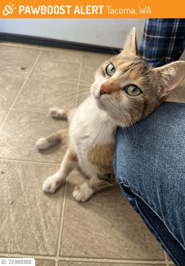 Found/Stray Female Cat last seen 128th St E & 50th Ave, Tacoma, WA 98446