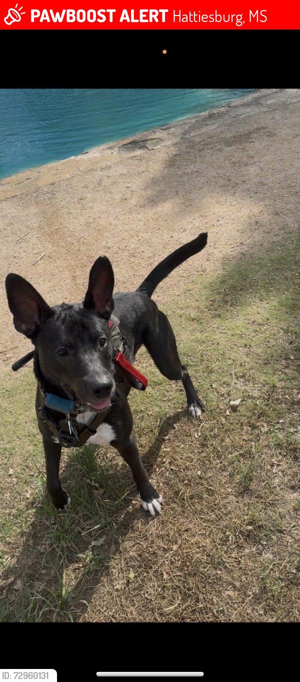 Lost Male Dog last seen Rockhill rd, Hattiesburg, MS 39401