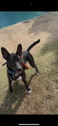 Lost Male Dog last seen Rockhill rd, Hattiesburg, MS 39401