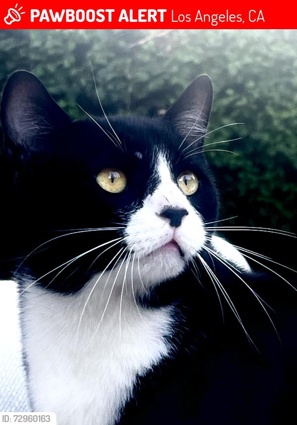 Lost Male Cat last seen Dumetz, Los Angeles, CA 91364