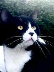 Lost Male Cat last seen Dumetz, Los Angeles, CA 91364