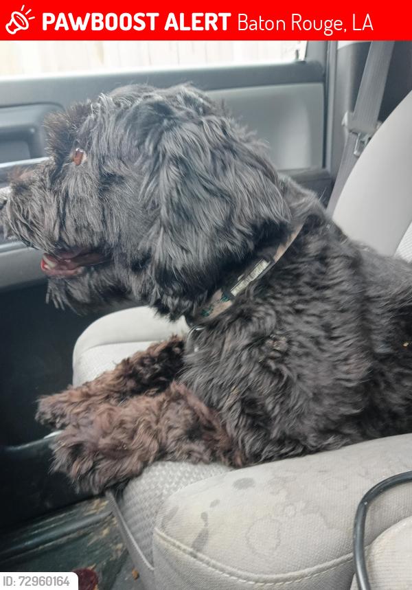 Lost Male Dog last seen Sullivan hardware store , Baton Rouge, LA 70818