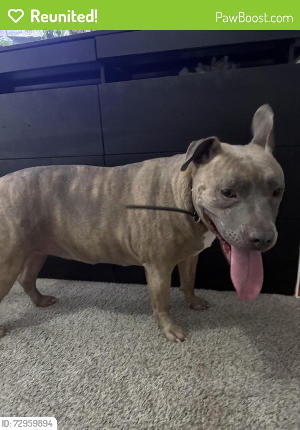 Reunited Unknown Dog last seen 78th and Ludlow , Peoria, AZ 85381