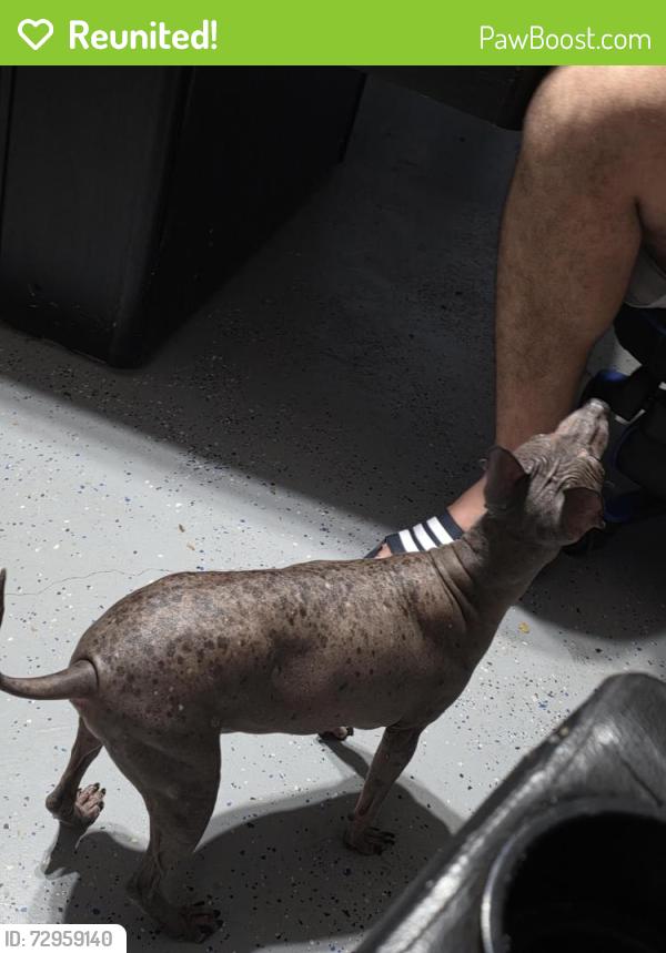 Reunited Female Dog last seen Discovery st, Houston, TX 77084