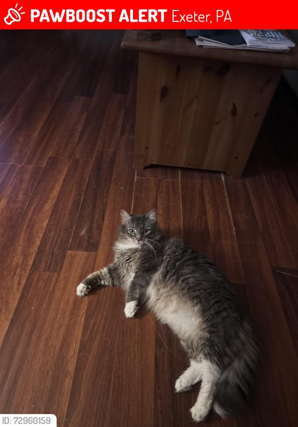 Lost Female Cat last seen Steven’s Lane and Jesse Street, Exeter, PA 18643