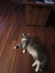 Lost Female Cat last seen Steven’s Lane and Jesse Street, Exeter, PA 18643