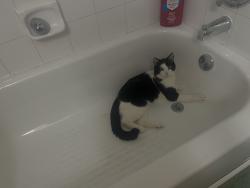 Lost Male Cat last seen 5th st e, 6th st e, mississippi market area, maple st, bates ave , Saint Paul, MN 55106