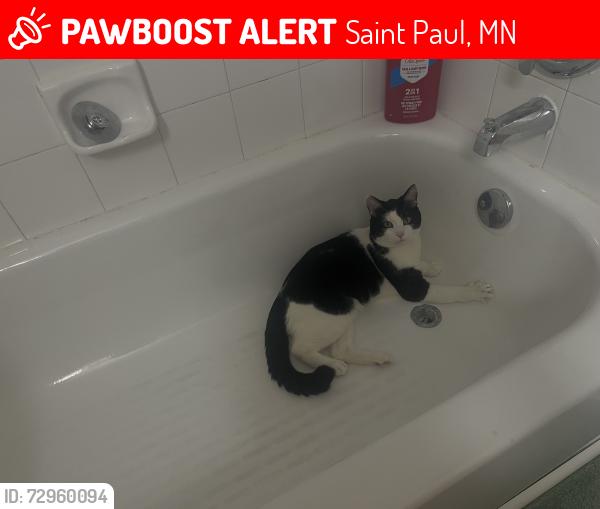Lost Male Cat last seen 5th st e, 6th st e, mississippi market area, maple st, bates ave , Saint Paul, MN 55106