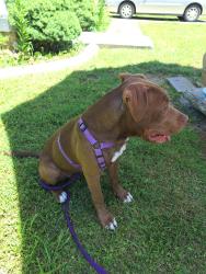 Found/Stray Unknown Dog last seen Maplecreek, Louisville, KY 40219