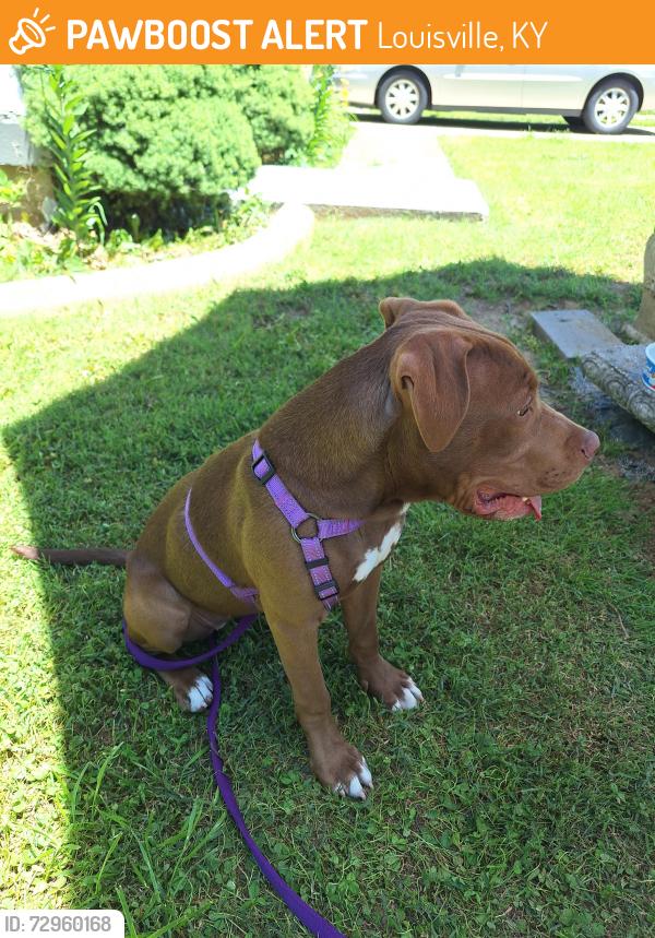Found/Stray Unknown Dog last seen Maplecreek, Louisville, KY 40219