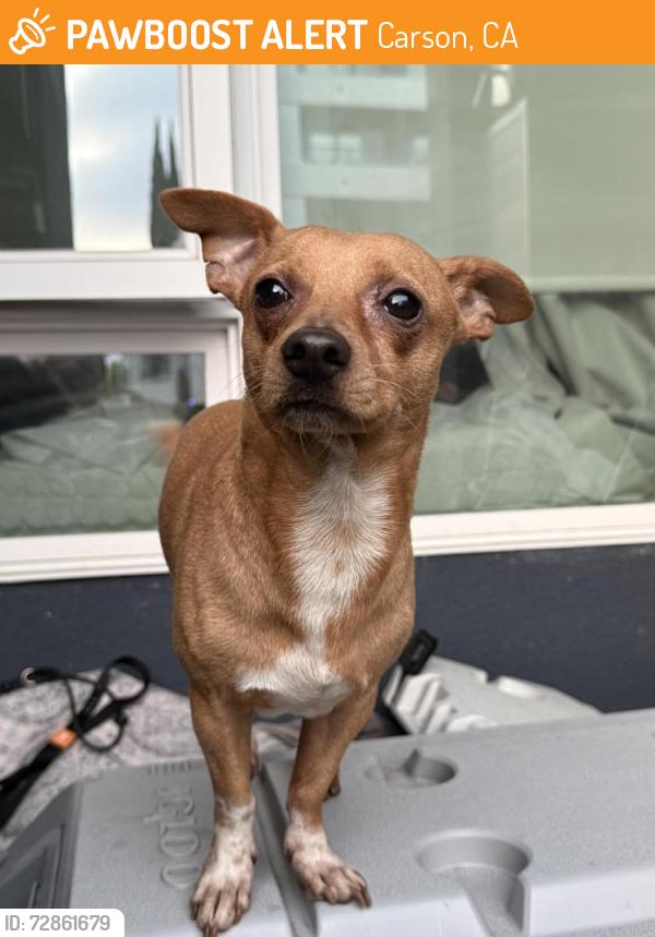 Found/Stray Male Dog last seen Carson Avalon , Carson, CA 90745