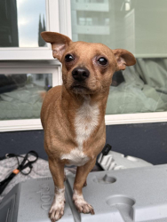 Found/Stray Male Dog last seen Carson Avalon , Carson, CA 90745