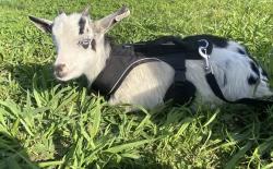 Lost Male Other last seen Files st & Odeneal st, Dallas, TX 75217