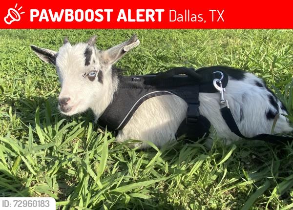 Lost Male Other last seen Files st & Odeneal st, Dallas, TX 75217