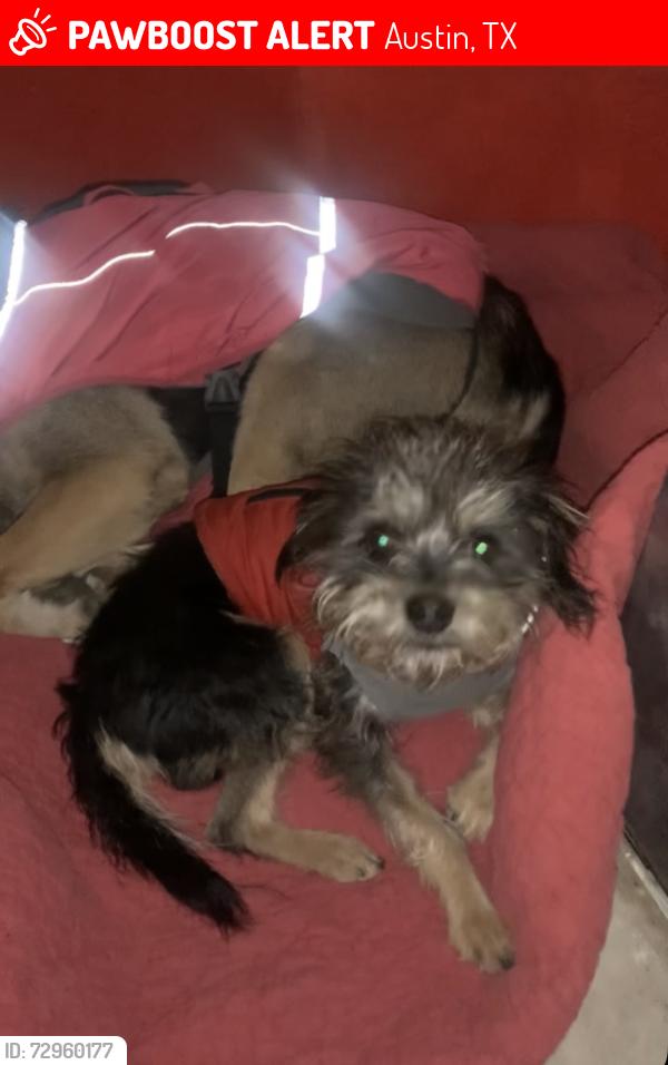 Lost Male Dog last seen Caroline Ln and Belafonte Blvd, Austin, TX 78724