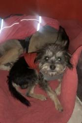 Lost Male Dog last seen Caroline Ln and Belafonte Blvd, Austin, TX 78724