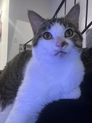 Lost Male Cat last seen Graves ave, El Cajon, CA 92021