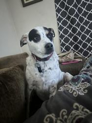 Reunited Male Dog last seen 3rd st, Yuma, AZ 85364