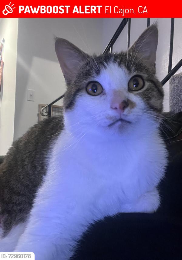 Lost Male Cat last seen Graves ave, El Cajon, CA 92021