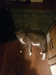 Lost Male Cat last seen Beaman Street, Rocky Mount, NC 27803