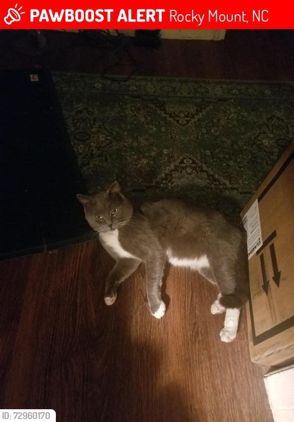 Lost Male Cat last seen Beaman Street, Rocky Mount, NC 27803