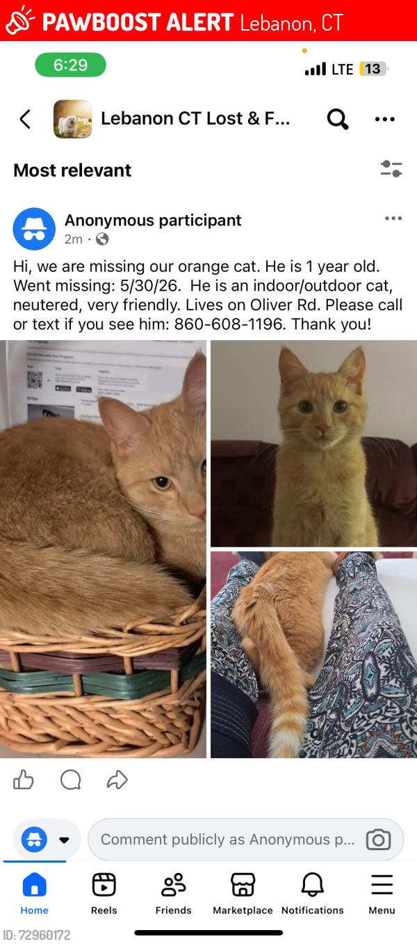 Lost Male Cat last seen Oliver Rd., Lebanon, CT 06249
