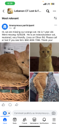 Lost Male Cat last seen Oliver Rd., Lebanon, CT 06249