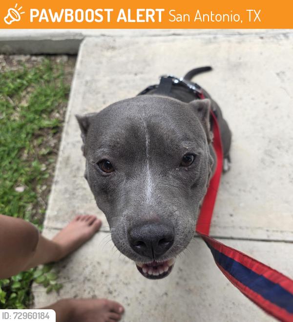Found/Stray Female Dog last seen Near from big star food market , San Antonio, TX 78228