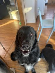 Reunited Male Dog last seen Se topaz and 2nd , Lee's Summit, MO 64063