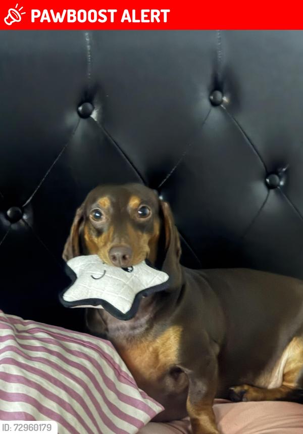 Lost Male Dog last seen near the field next to the hse in the roundabout , Williamson County, TX 76537