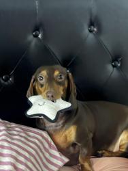 Lost Male Dog last seen near the field next to the hse in the roundabout , Williamson County, TX 76537