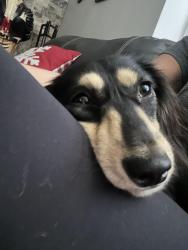 Reunited Male Dog last seen Orange and beach blvd, going towards Dale, Anaheim, CA 92804