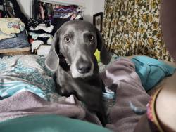 Lost Male Dog last seen West Paces Ferry Rd NW and Nancy Creek, Atlanta, GA 30327