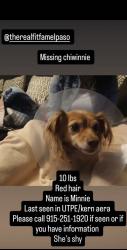 Lost Female Dog last seen near Rim University maybe making her way back to 4233 Hampshire Lane El Paso, El Paso, TX 79902