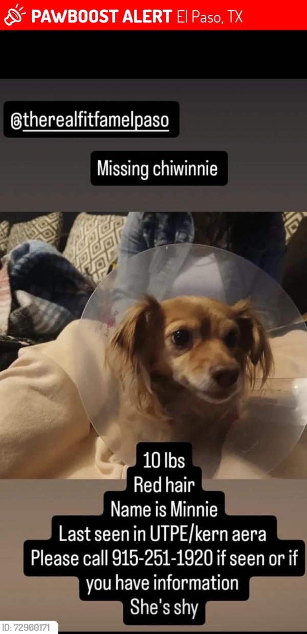 Lost Female Dog last seen near Rim University maybe making her way back to 4233 Hampshire Lane El Paso, El Paso, TX 79902