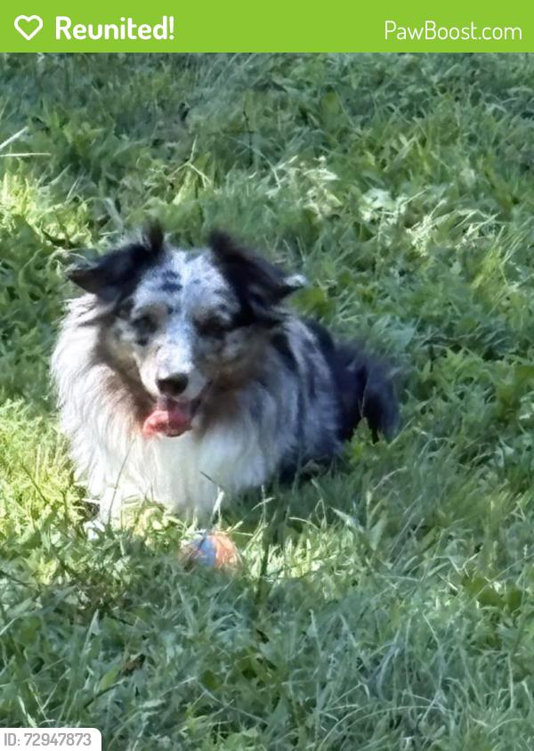 Reunited Male Dog last seen Red Bank / Fair Haven Area, Red Bank, NJ 07701