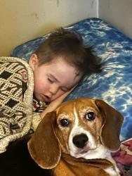 Reunited Female Dog last seen Near Brookridge Dr, Winston-Salem, NC 27103, USA, Winston-Salem, NC 27103