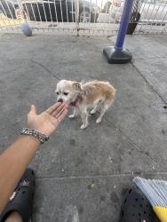 Found/Stray Female Dog last seen Near Compton Ave , Los Angeles, CA 90001