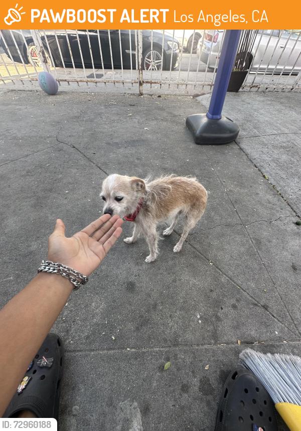 Found/Stray Female Dog last seen Near Compton Ave, Los Angeles, CA 90001