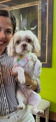 Lost Female Dog last seen Cinco ranch and Gaston , Katy, TX 77494
